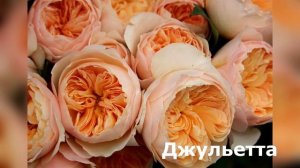 Посадите в своем саду ПИОНОВИДНЫЕ РОЗЫ – и вы ни разу не пожалеете