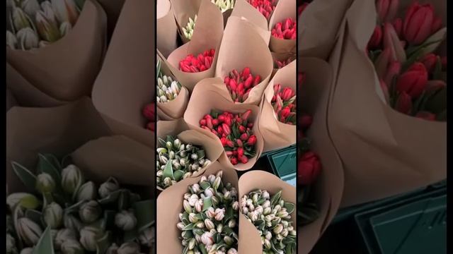 Когда высота тюльпана имеет значение! #тюльпаны #выгонкатюльпанов #тюльпаныоптом #тюльпаны8марта
