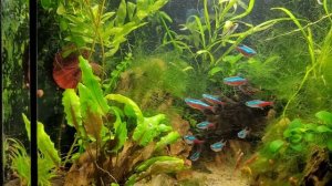 Подселение петушка в аквариум 25л