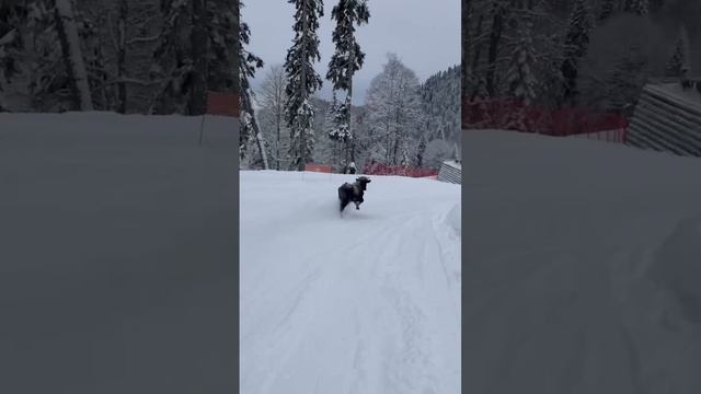 На сочинский горнолыжный курорт «Роза Хутор» неожиданно заглянул бык
