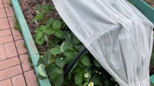 Краткий обзор грядки с клубникой КСД и НСД. Парник из ПВХ труб