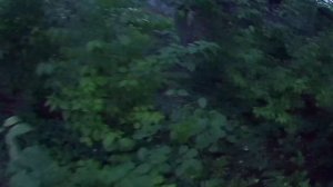 Обзор завязавшихся плодов у сливы на солнце и в тени. Слива в Челябинске на биогумусе