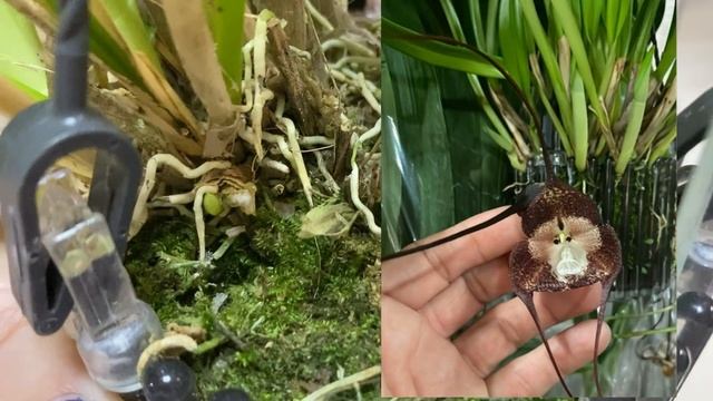 Поступление сортовых орхидей в Экофлору. Пиниф, Дракула, Бронзовый Будда, Лас Вегас, Мауди ... смотреть онлайн