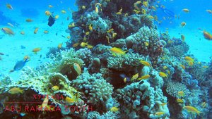 4К Дайвинг на рифе Abu Ramada South, часть 2, Египет, Хургада