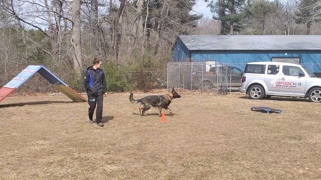 Brady off leash training 3-16-23 смотреть онлайн