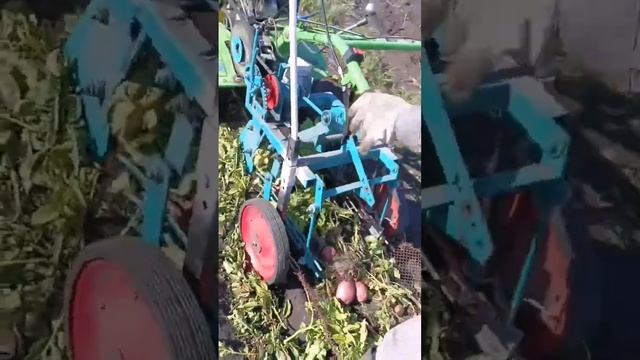 Уборка картофеля 2023г. картофелекопалкой