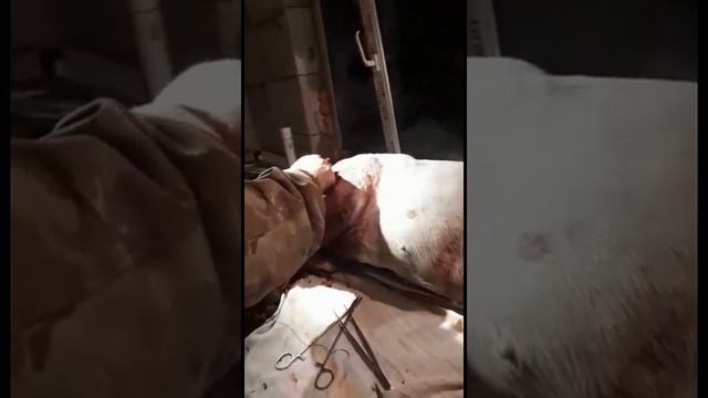 18+ !!! Огромный кабан порвал бойцовых собак !!! 18+  Видео с интернета