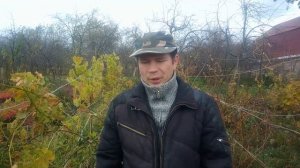 Когда обрезать виноград  осенью в средней полосе.Сроки обрезки винограда