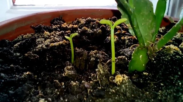 Семена апельсина проросли ) смотреть онлайн