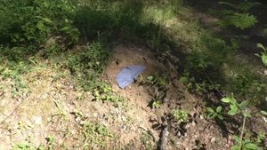 Как нейтрализовать человеческий запах при охоте на медведя, волка, кабана. Природный способ.