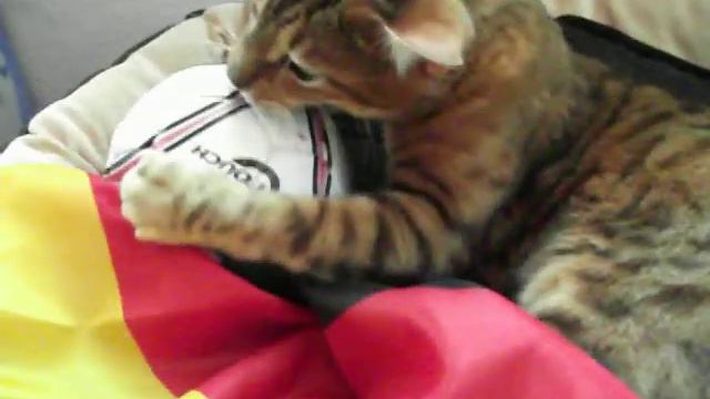 Bengal Cat Cleo Champion смотреть онлайн