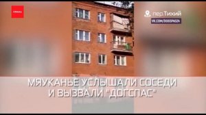 Хозяева забыли на карнизе кота: пришлось звать альпинистов