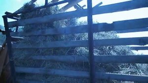 Уборка сена копнителем лето 2013