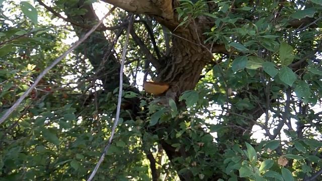 Гриб распыляет споры смотреть онлайн