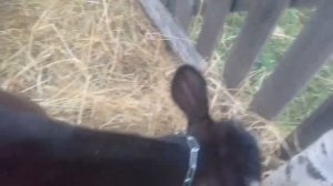 Завелась ласка!!! Как избавиться не знаю !!!