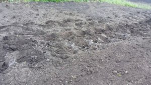 ПОСАДКА КАРТОФЕЛЯ ПОД ЛОПАТУ на малых площадях.