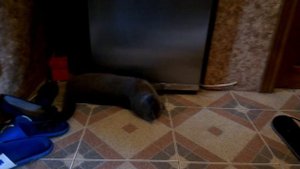 Вязка британских кошек