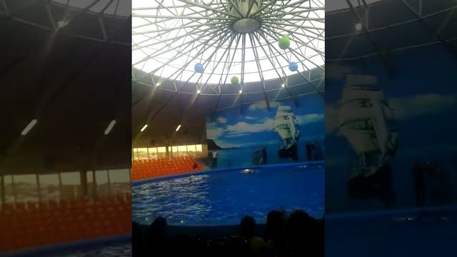 дельфины смотреть онлайн