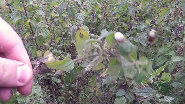 Ловля голавля на малых реках самой простой и уловистой снастью "голавль-мах".