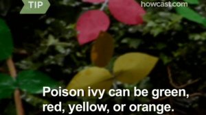 How to Recognize & Avoid Poison Ivy