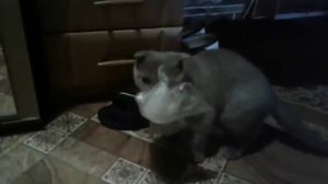 Кот поймал целлофановую мышь