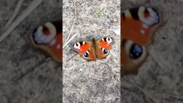 Beautiful butterfly ~ Aglais io (European peacock) ~ nature