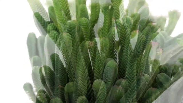 Crassula pyramidalis смотреть онлайн