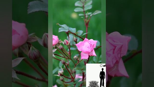 Почвопокровная роза Пинк Фэйри" Pink Fairy". Groundcover Rose Pink Fairy