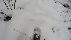 Снегоступы  Первое впечатление и сравнение с охотничьими лыжами.