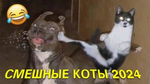 Самые смешные кошки 😻 Смешные видео с котами😂