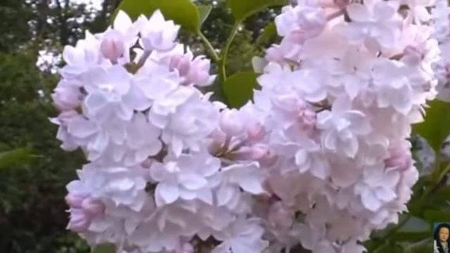 Цветет сирень душистая Татьяна Бродская, муз. и исп. #СамуилФрумович
