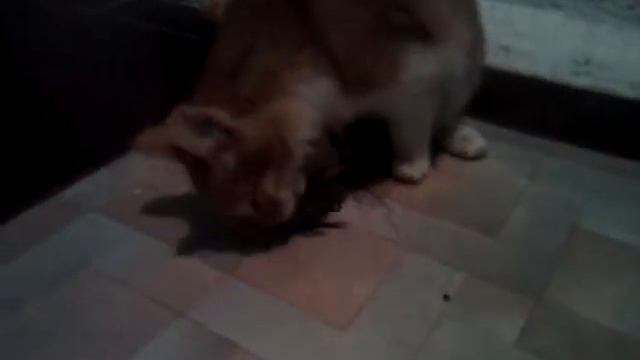 Котик ест живого рака смотреть онлайн