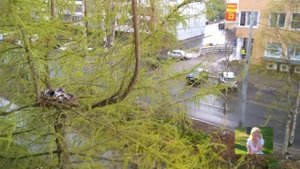 #сорока #ворона #гнездо #птенцы #galina_podleskikh      Как сорока(ворона) высиживает своих птенцов