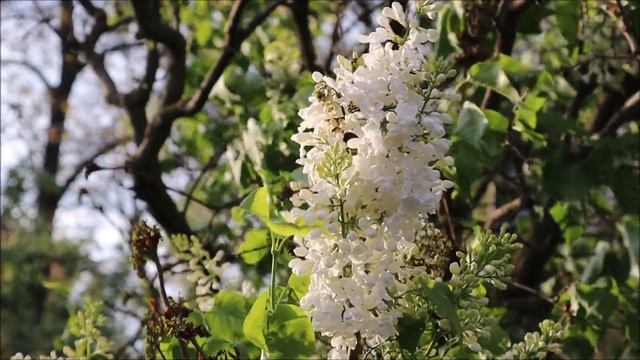 Люблю все послушания, кроме... Пасха Красная - Нина Павлова