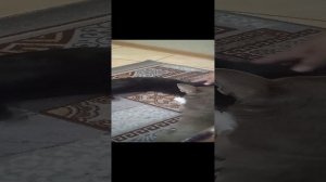 VID_20230809_215333.mp4