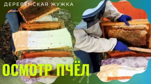Пчелы. Зимовка под снегом. Первая ревизия. Часть 2