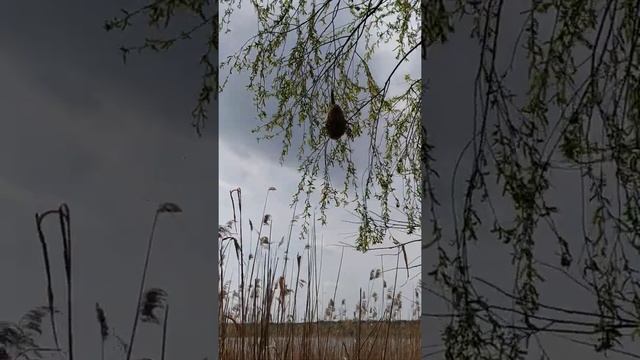 Озеро Черемошное Черниговская область площадью 177 га смотреть онлайн