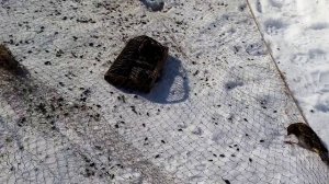 Долгожданная ловля певчих птиц на тайник ?.