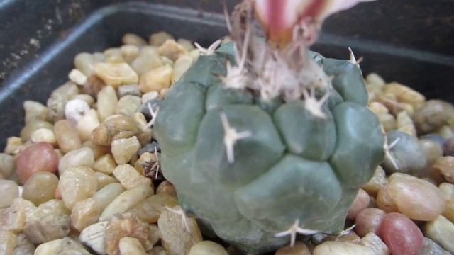 Turbinicarpis lophophoroides - Cactus flower bloom смотреть онлайн