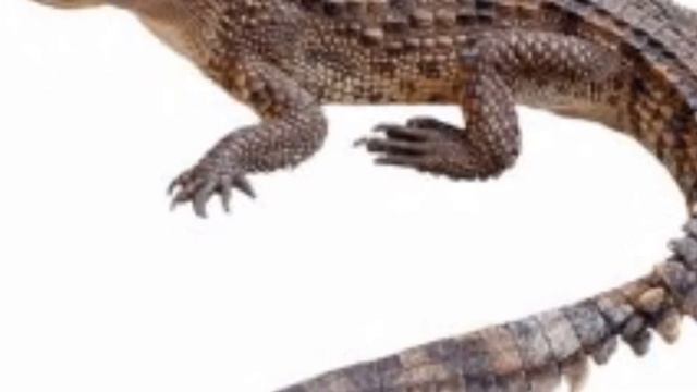 सपने में मगरमच्छ देखना,sapne me magarmach dekhna,seeing crocodail in dream смотреть онлайн