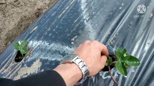 ??Обрываем цветоносы, разгоняем куст клубники! #клубника #Выращивание