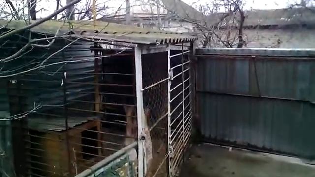 "Осторожно...СУПЕР... злая собака!!!!" смотреть онлайн