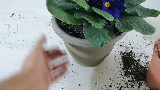 Primula Cultivo Y Cuidados Chuyito Jardinero