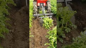 Междурядная обработка картофеля 90 см минитратором.