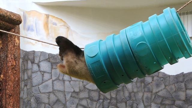 Панда Жуи лезет в бочку смотреть онлайн