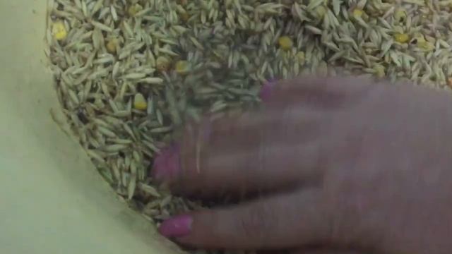 Повадки Гусыни перед Яйцекладкой смотреть онлайн