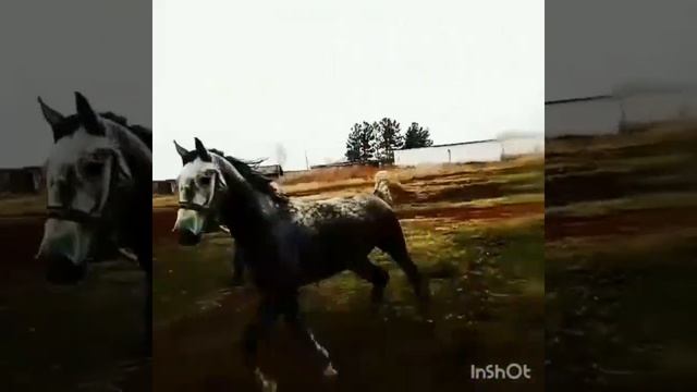 Кобыла Орловской Породы смотреть онлайн