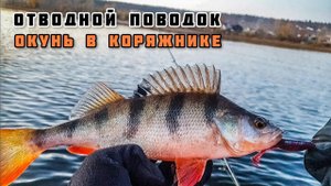 Отводной Поводок и ловля Крупного Окуня в коряжнике Рыбалка в октябре 2020