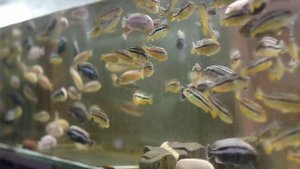 меланохромис ауратус (Melanochromis auratus)