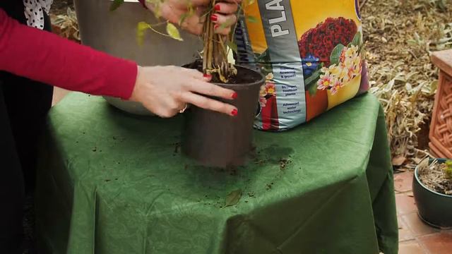 Repotting Indoor Plants Tips - Searles and Gardenettes смотреть онлайн